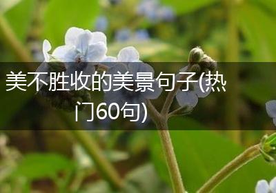 美不胜收的美景句子(热门60句)