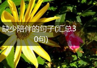 缺少陪伴的句子(汇总30句)