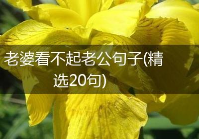 老婆看不起老公句子(精选20句)