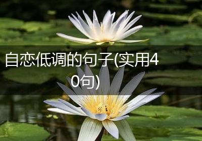 自恋低调的句子(实用40句)