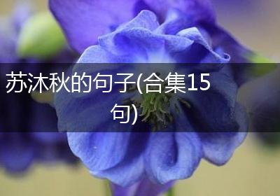 苏沐秋的句子(合集15句)