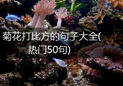 菊花打比方的句子大全(热门50句)