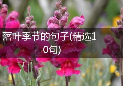 落叶季节的句子(精选10句)