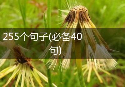 255个句子(必备40句)