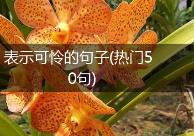 表示可怜的句子(热门50句)