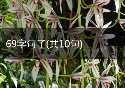 69字句子(共10句)