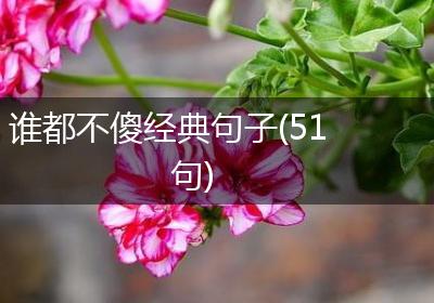 谁都不傻经典句子(51句)