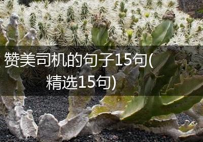 赞美司机的句子15句(精选15句)