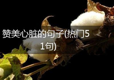 赞美心脏的句子(热门51句)