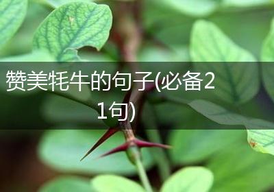 赞美牦牛的句子(必备21句)