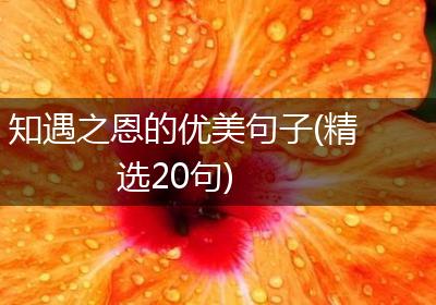 知遇之恩的优美句子(精选20句)