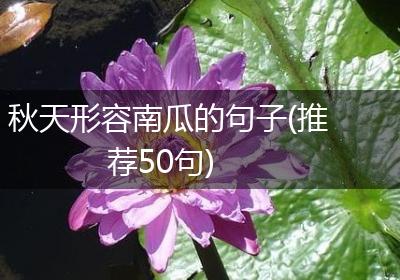 秋天形容南瓜的句子(推荐50句)