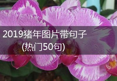 2019猪年图片带句子(热门50句)