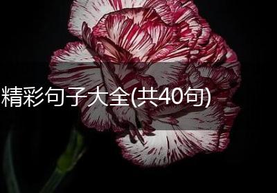 精彩句子大全(共40句)