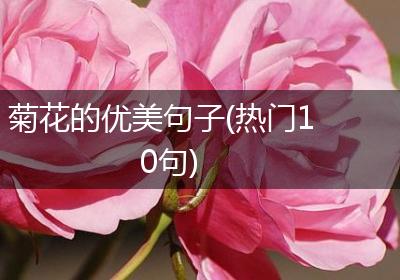 菊花的优美句子(热门10句)