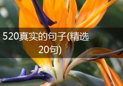 520真实的句子(精选20句)