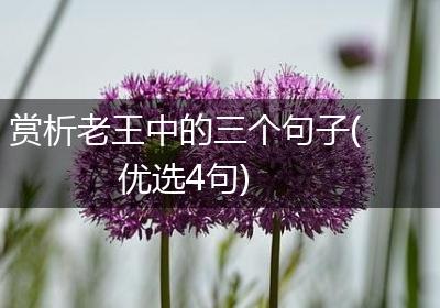 赏析老王中的三个句子(优选4句)