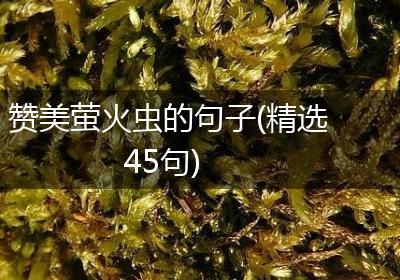 赞美萤火虫的句子(精选45句)