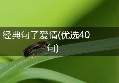 经典句子爱情(优选40句)