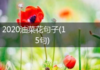 2020油菜花句子(15句)