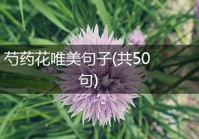 芍药花唯美句子(共50句)