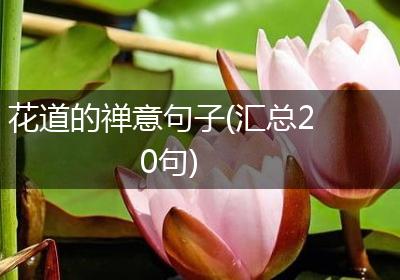 花道的禅意句子(汇总20句)