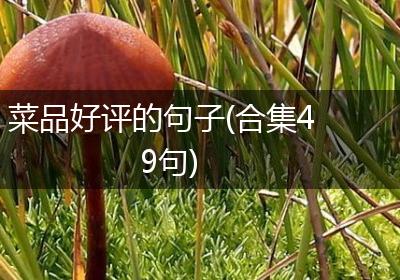 菜品好评的句子(合集49句)