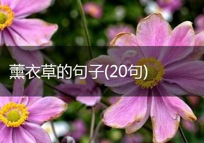 薰衣草的句子(20句)