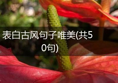 表白古风句子唯美(共50句)