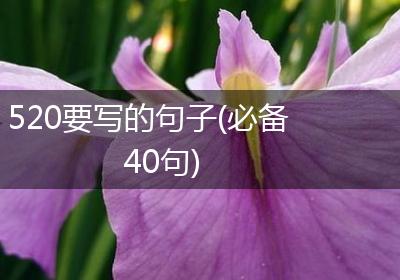520要写的句子(必备40句)