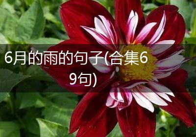 6月的雨的句子(合集69句)