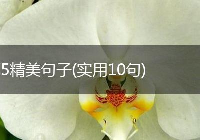 5精美句子(实用10句)