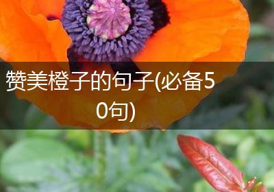 赞美橙子的句子(必备50句)
