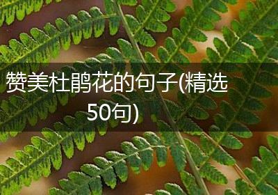 赞美杜鹃花的句子(精选50句)