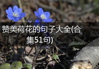赞美荷花的句子大全(合集51句)