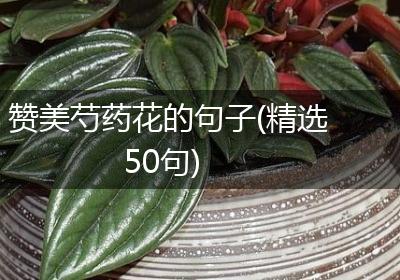 赞美芍药花的句子(精选50句)