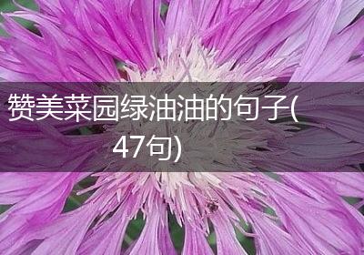 赞美菜园绿油油的句子(47句)