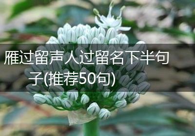 雁过留声人过留名下半句子(推荐50句)