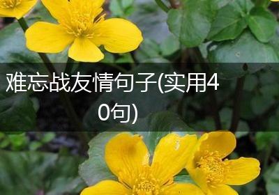 难忘战友情句子(实用40句)