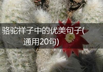 骆驼祥子中的优美句子(通用20句)
