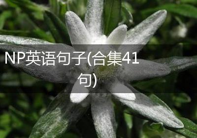 NP英语句子(合集41句)