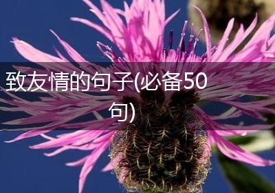 致友情的句子(必备50句)