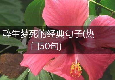 醉生梦死的经典句子(热门50句)