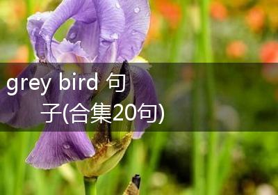 grey bird 句子(合集20句)