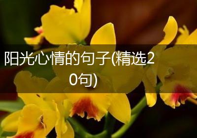 阳光心情的句子(精选20句)