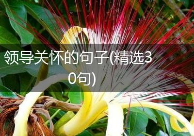 领导关怀的句子(精选30句)