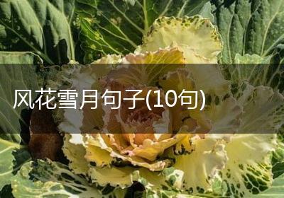 风花雪月句子(10句)