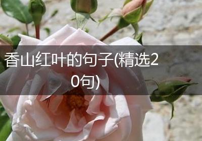 香山红叶的句子(精选20句)
