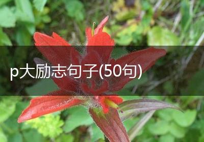 p大励志句子(50句)