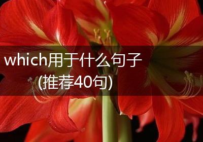 which用于什么句子(推荐40句)